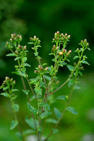 Donderkruid; Ploughman's Spikenard; Inula conyzae