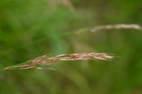 Beemdhaver; Meadow Oat-grass; Helictochloa pratensis