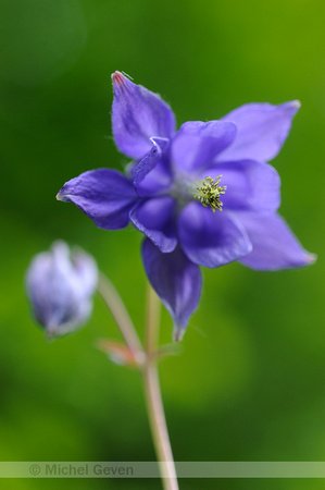 Wilde Akelei; Aquilegia vulgaris; Columbine;