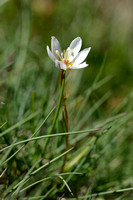 Snowdon Lily; Gagea serotina; Lloydia serotina;