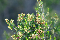 Bezemdophei; Broom Heath; Erica scoparia