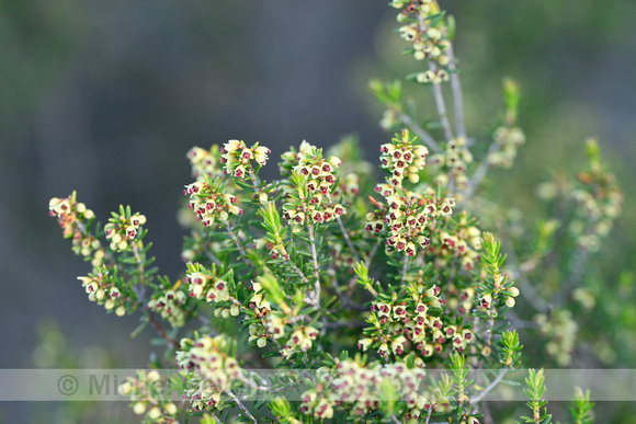 Bezemdophei; Broom Heath; Erica scoparia