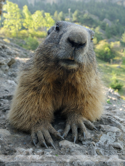 Michel Geven Natuurfotografie | Alpenmarmot - Alpine Marmot - Marmota ...