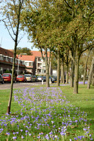 Herfstkrokus; Bieberstein's Crocus; Crocus speciosus