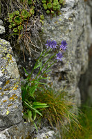 Phyteuma betonicifolium