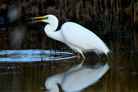 Grote Zilverreiger; Great White Egret; Ardea alba;
