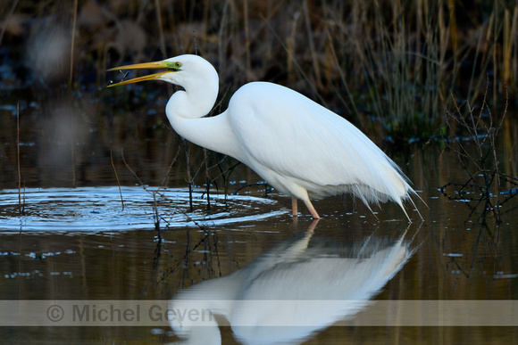 Grote Zilverreiger; Great White Egret; Ardea alba;