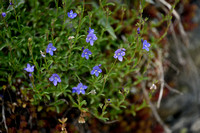 Rotsereprijs; Rock Speedwell; Veronica fruticans