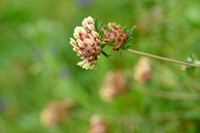 Wondklaver; Lady's Fingers; Anthyllis vulneraria subsp. weideniana