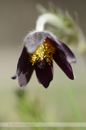 Mountain Pasque Flower; Pulsatilla montana