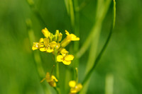 Vroeg Barbarakruid; Early Yellowrocket; Barbarea verba