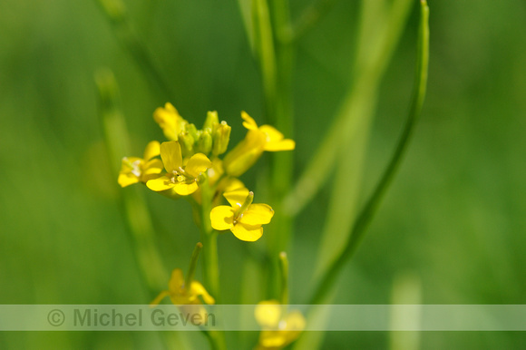 Vroeg Barbarakruid; Early Yellowrocket; Barbarea verba