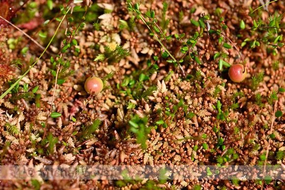 Kleine veenbes; Small Cranberry; Vaccinium oxycoccos