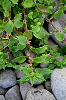 Klein glaskruid; Pellitory-of-the-wall; Parietaria judaica