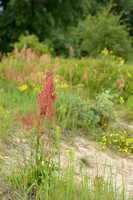 Geoorde zuring; Narrow-leaved Sorrel; Rumex thyrsifloru