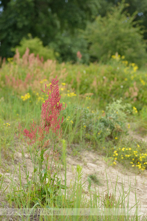 Geoorde zuring; Narrow-leaved Sorrel; Rumex thyrsifloru