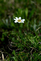 Callianthemum coriandrifolium