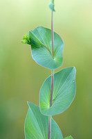 Doorwas; Thorowax; Bupleurum rotundifolium