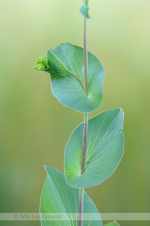 Doorwas; Thorowax; Bupleurum rotundifolium