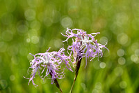 Prachtanjer; Superb Pink; Dianthus superbus