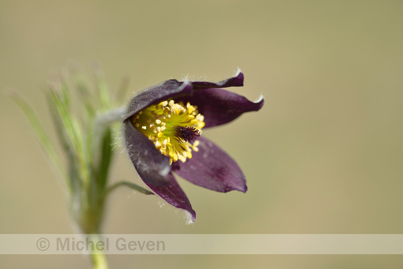 Mountain Pasque Flower; Pulsatilla montana