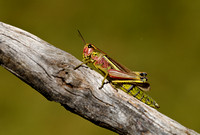 Moerassprinkhaan; Large Marsh Grasshopper; Stethophyma grossum