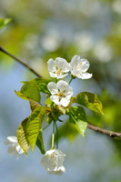Zoete Kers - Wild Cherry - Prunus avium