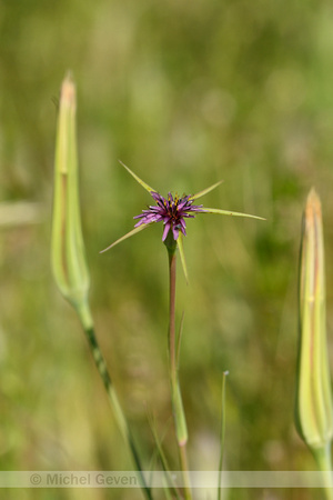 Tragopogon angustifolius