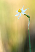 Bunch-flowered Daffodil; Narcissus tazetta