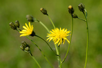 Groot streepzaad; Rough hawk's-Beard; Crepis biennis