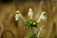 Bleekgele Hennepnetel; Downy Hemp Nettle; Hempnettle; Galeopsis