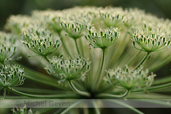 Reuzenberenklauw; Giant Hogweed; Heracleum mantegazzianum;