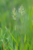 Slofhak - Annual Vernal-grass - Anthoxanthum aristatum