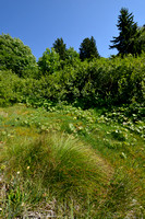 Veenzegge; Davall's Sedge; Carex davalliana