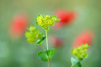 Doorwas; Thorowax; Bupleurum rotundifolium