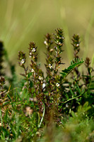 Irish Eyebright; Euphrasia salisburgensis