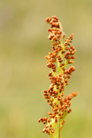 Gelobde Maanvaren; Common Moonwort; Botrychium lunaria