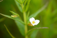 Genadekruid; Hedge Hyssop; Gratiola officinalis