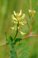 Licorice milkvetch; Wilde Hokjespeul; Astragalus glycyphyllos