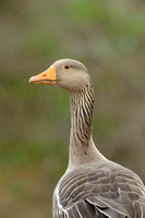 Greylag Goose; Anser anser; Grauwe Gans