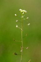 Herderstasje - Shepherd's puree - Capsella bursa-pastoris