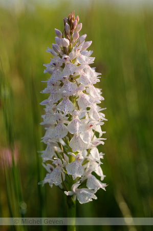 Gevlekte Orchis; Heath Spotted-orchid; Dactylorhiza maculata subsp. maculata