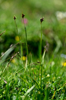 Luzula alpinopilosa