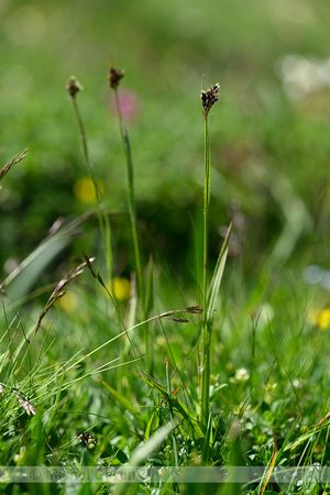 Alpine woodrush; Luzula alpinopilosa