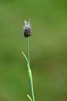 Boreal alopecurus