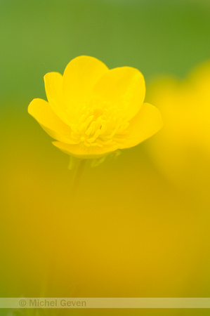 Knolboterbloem; Bulbous Buttercup; Ranunculus bulbosus