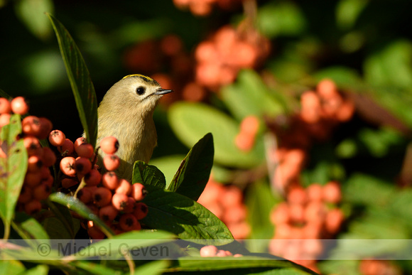 Goudhaan; Goldcrest; Regulus regulus