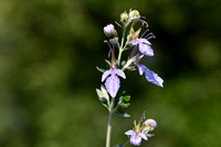 Struikgamander - Schrubby Germander - Teucrium fruticans