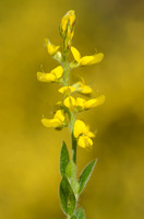 Duitse Brem - German greenweed - Genista germanica