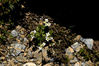 Alpine Rock-cress; Arabis alpina